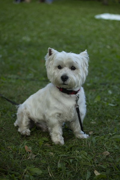 West Highland White Terrier Care Guide: Skin Problems, Grooming and Health