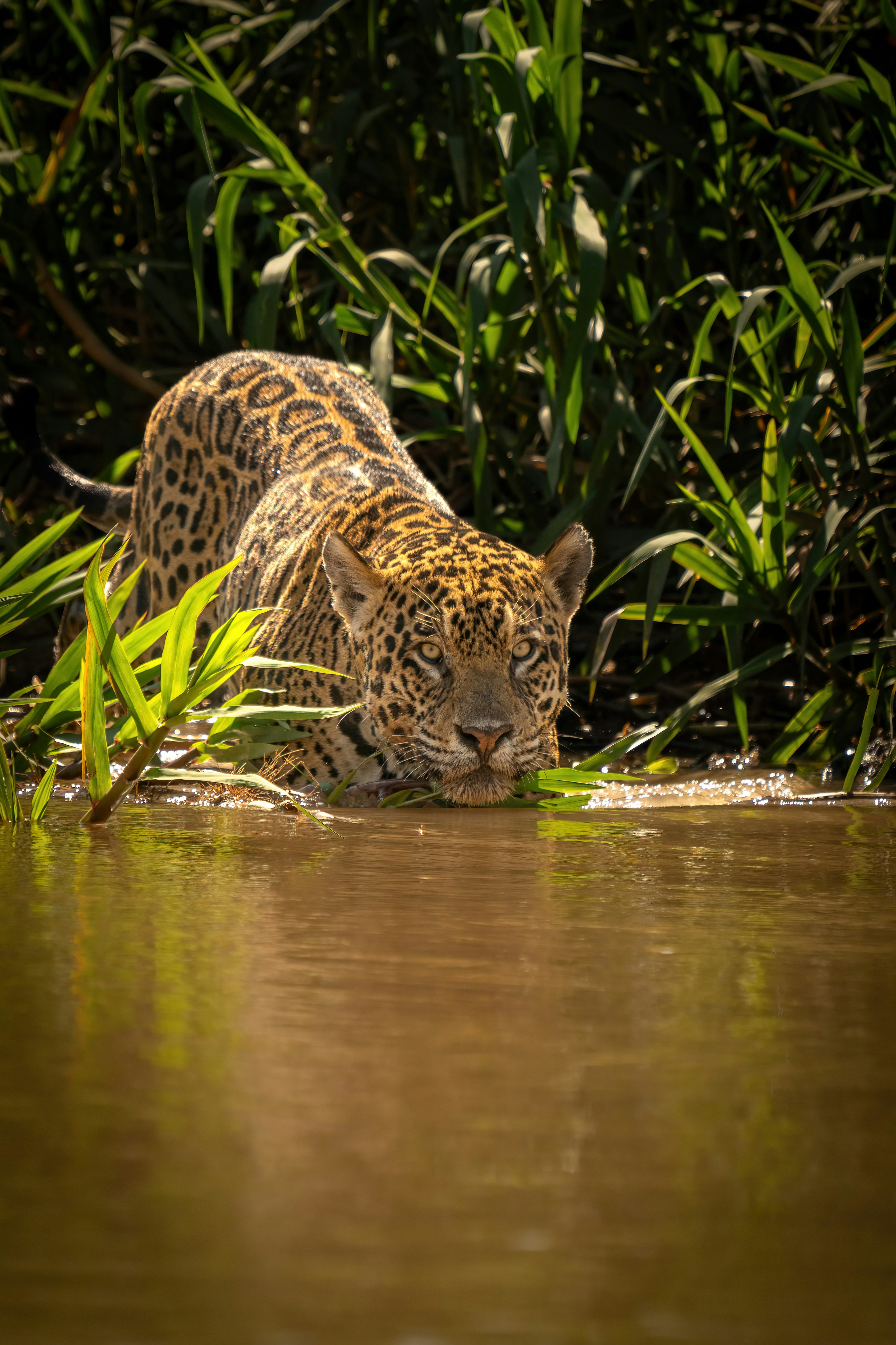 Jaguar’s Hidden Rivers (image credits: unsplash)