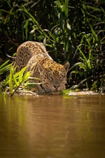 A leopard is drinking water from a river
