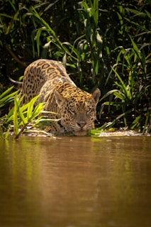 A leopard is drinking water from a river