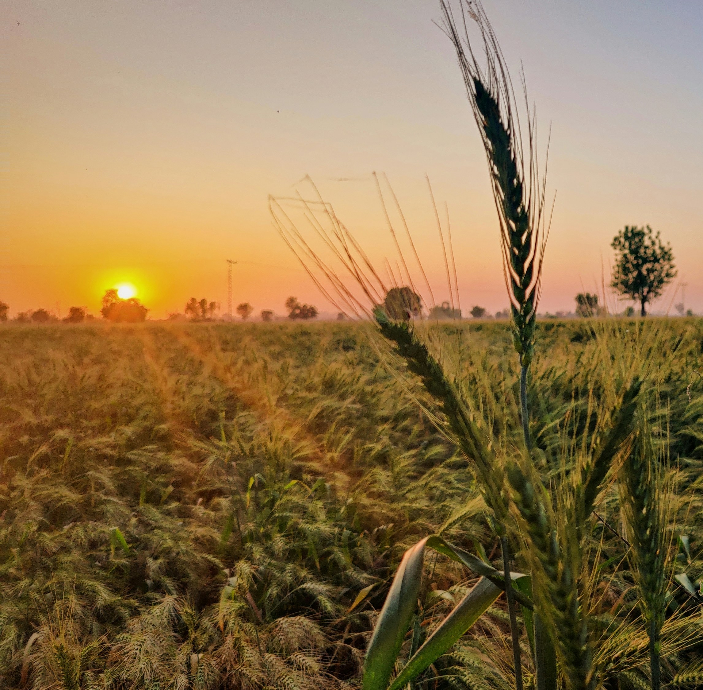 Golden wheat field at sunrise, vast farmland, warm amber light, dramatic sky