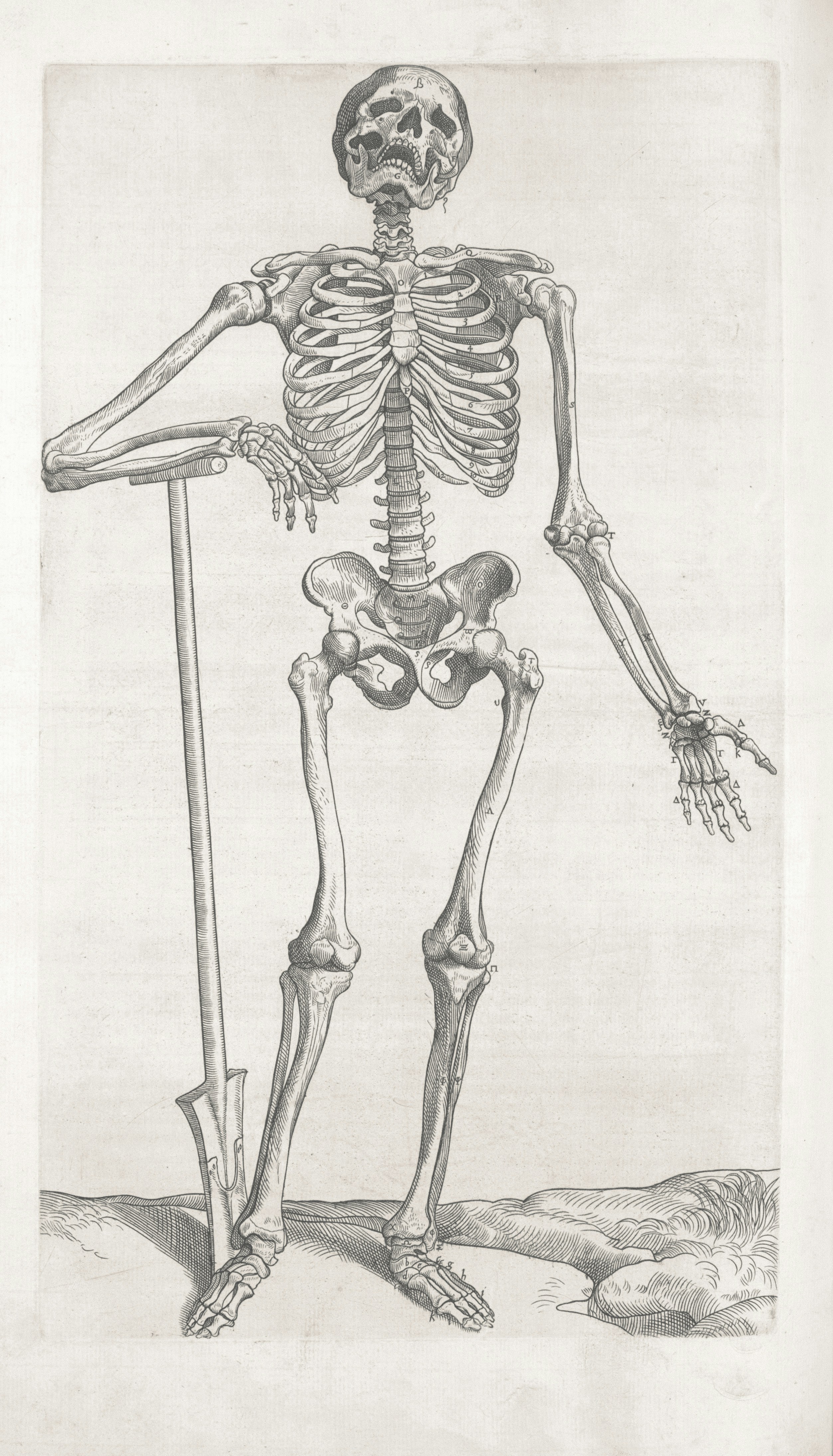 human body skeleton anatomy. 3d render Stock Photo - Alamy, image size:3000x5242