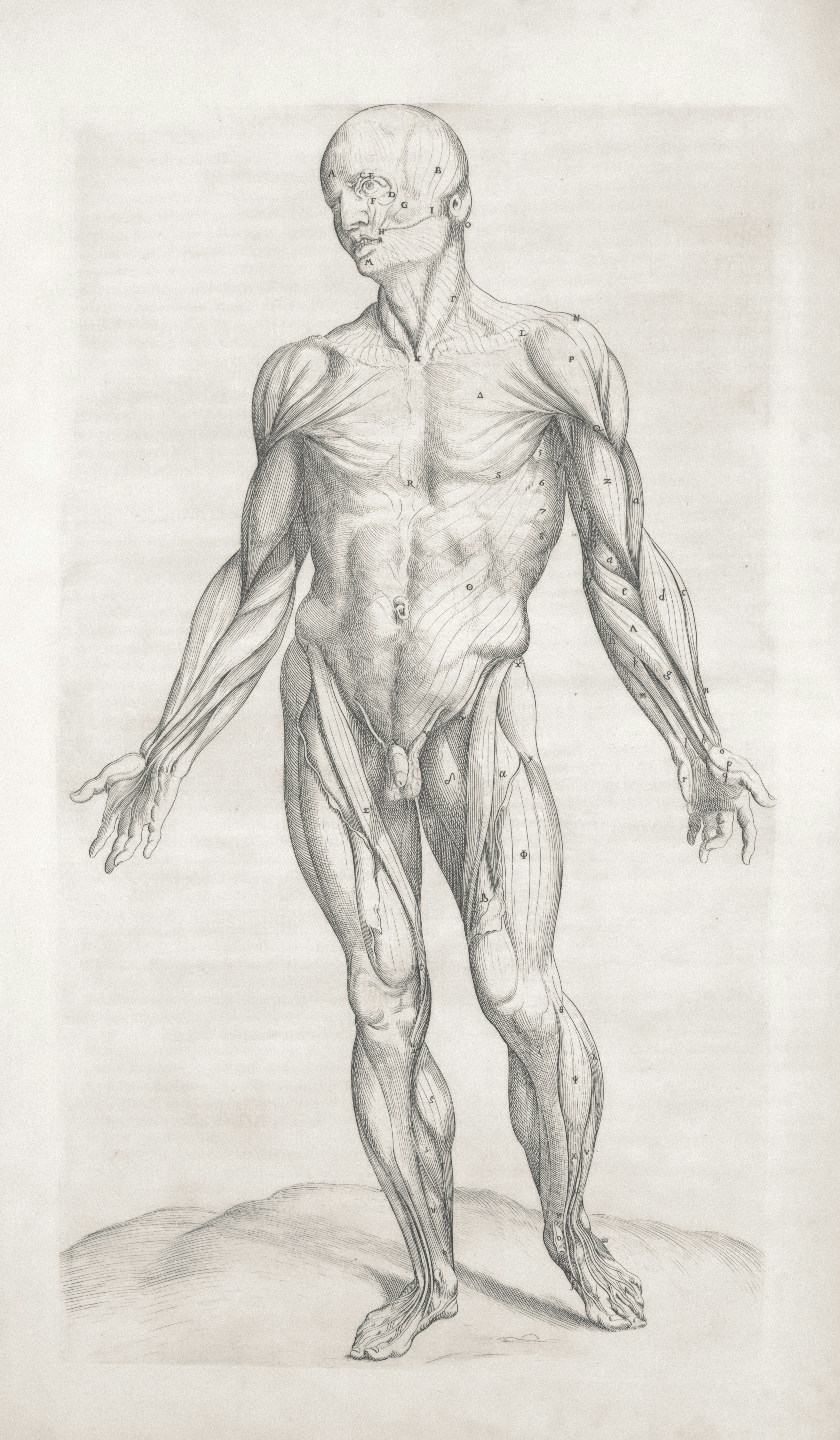 How THCa Works in the Body and What makes High Potency Formulas Different