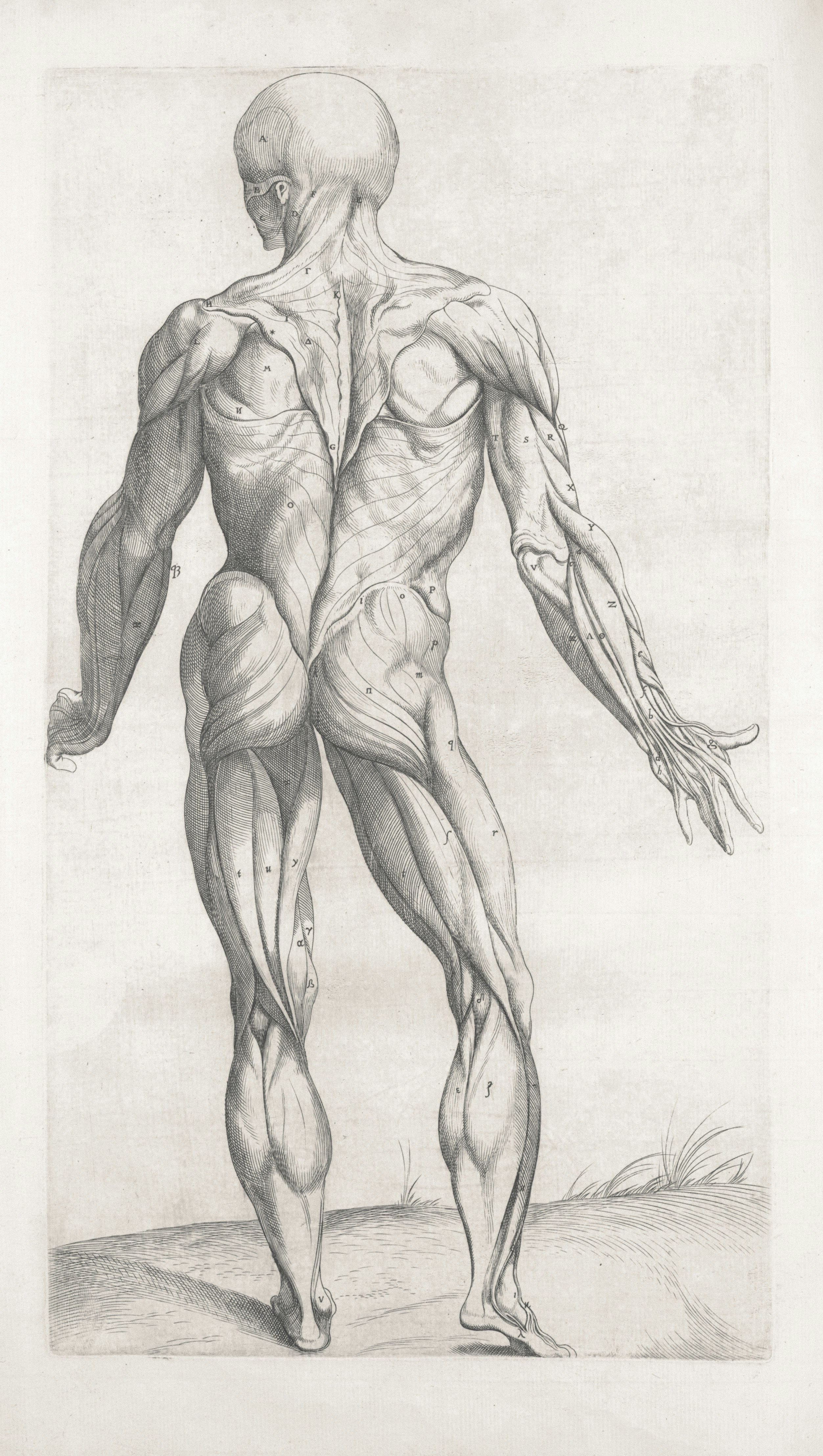 Anatomical drawing of the posterior human muscular system.