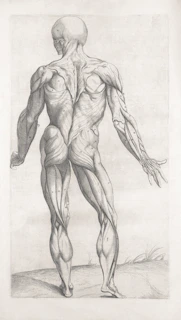 Anatomical drawing of the posterior human muscular system