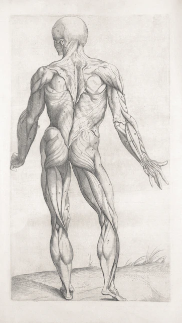 Anatomical drawing of the posterior human muscular system