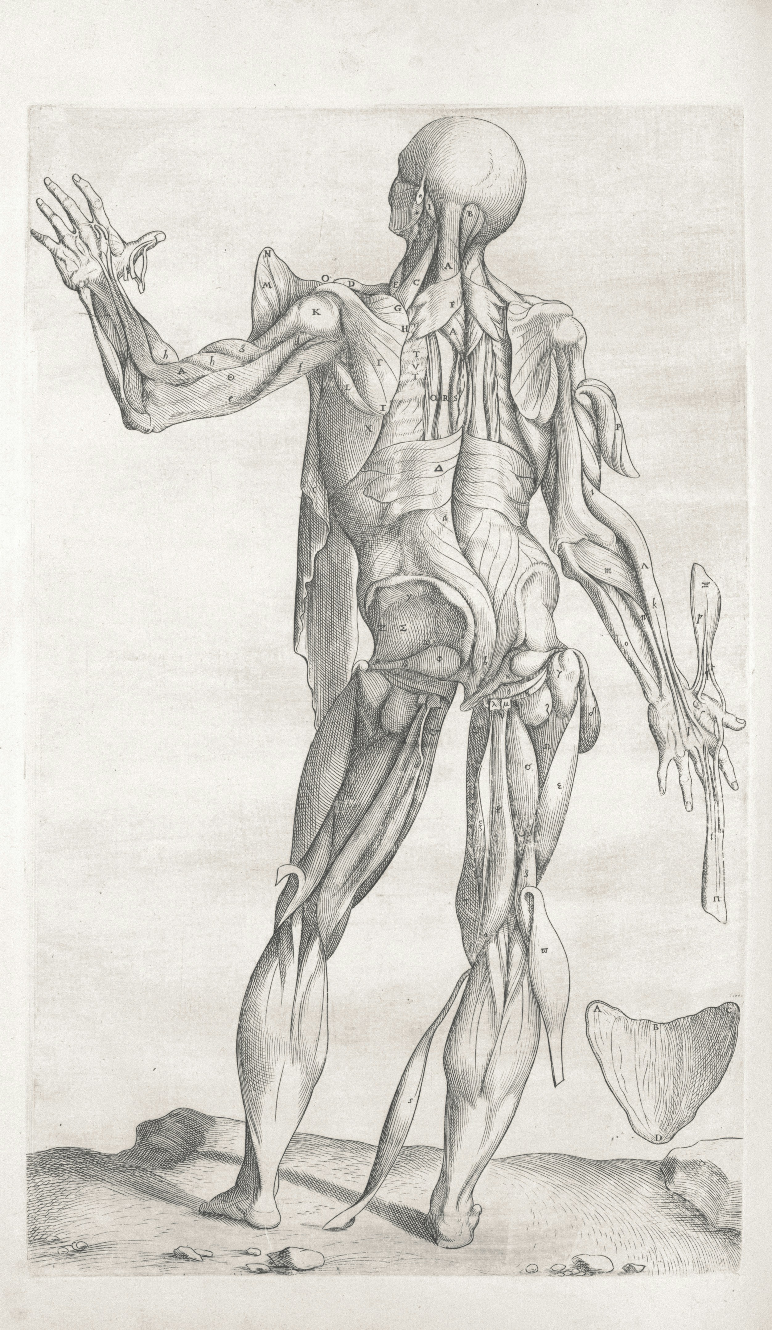 Ocrelizumab: A Key to Managing Early MS Effectively