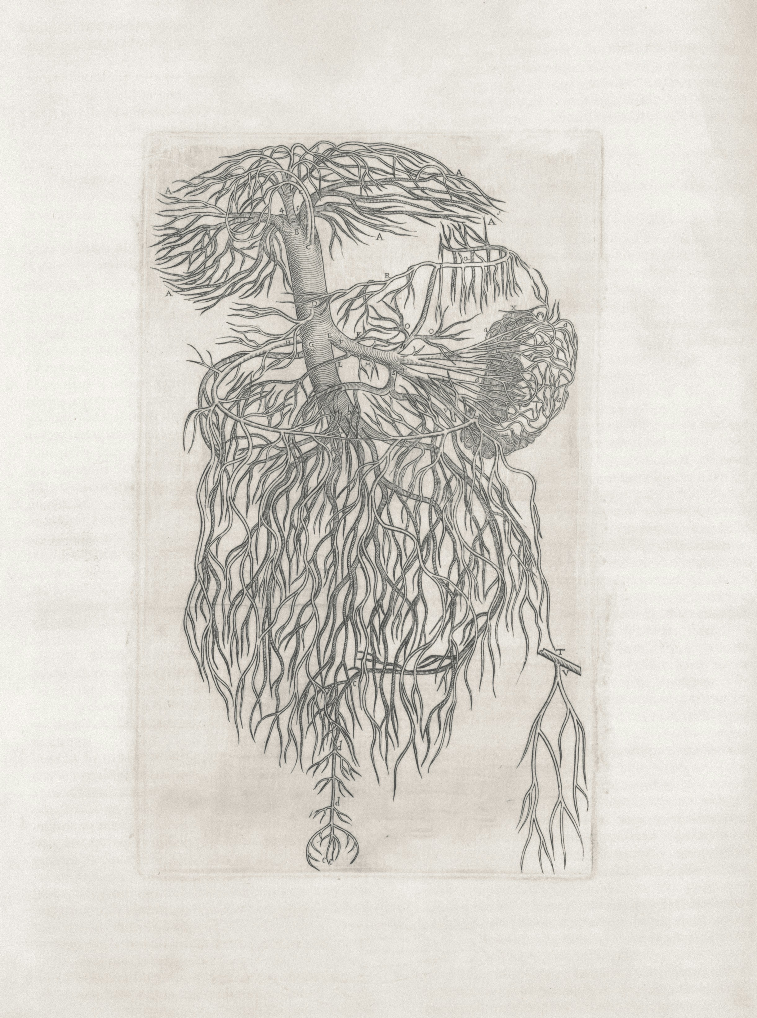 Dibujo detallado de un árbol con un sistema radicular extenso