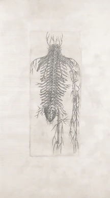 An anatomical drawing of the human nervous system