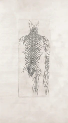 An anatomical drawing of the human nervous system