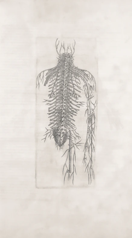 An anatomical drawing of the human nervous system