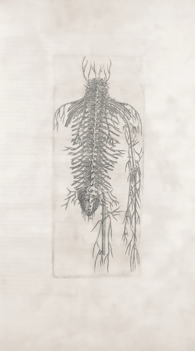 Nerve Pain and Sciatica — illustrative image for this acupuncture and Chinese medicine treatment focus