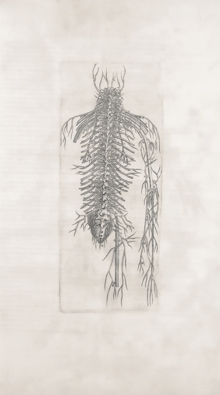 Antique anatomical illustration of the human nervous system used to explain referred pain patterns