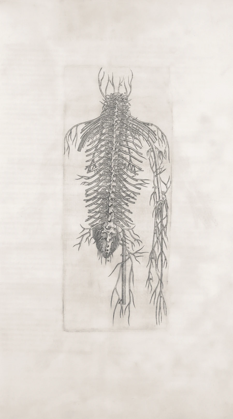 Prancha anatômica do sistema nervoso humano