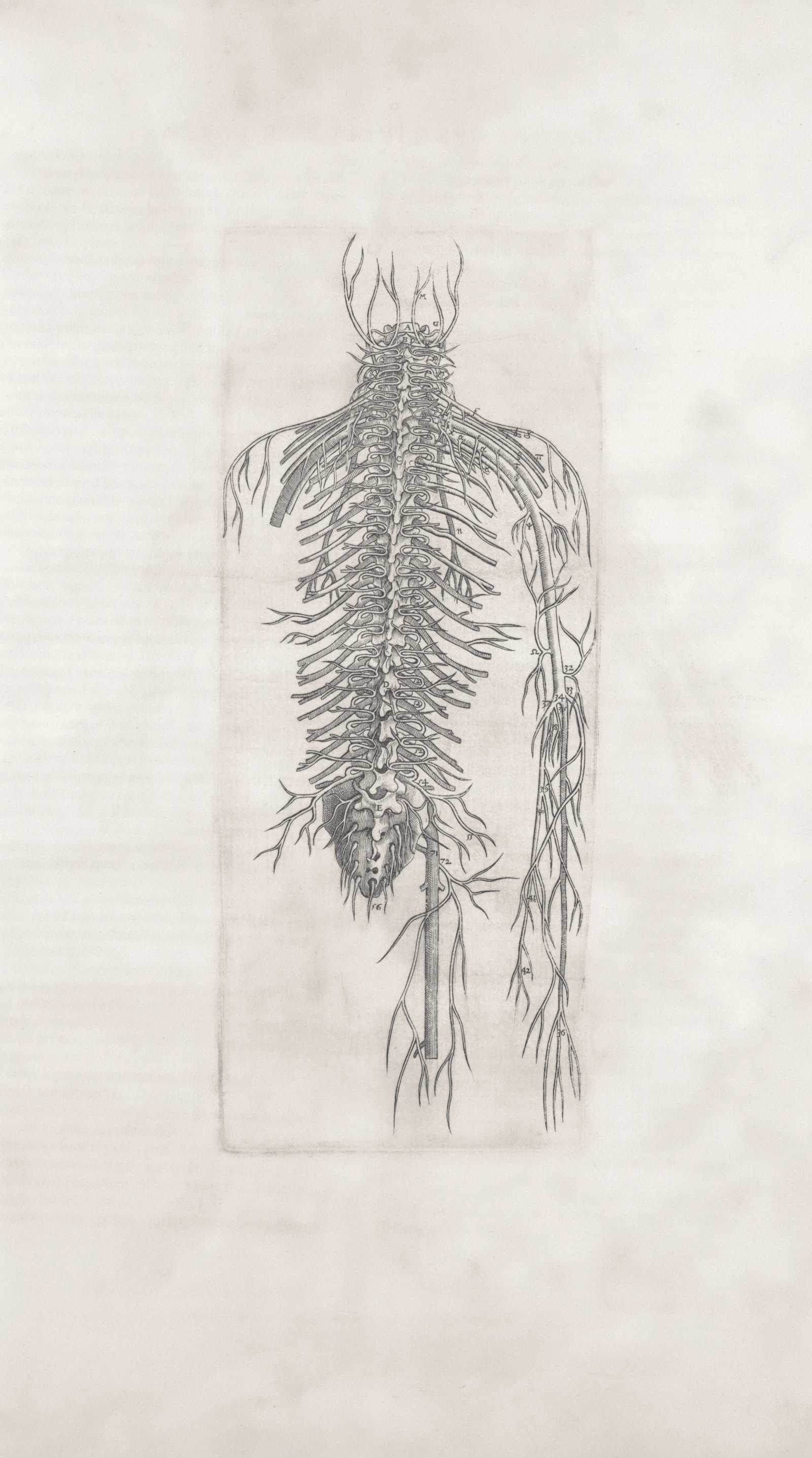 Anatomical illustration of the human nervous system