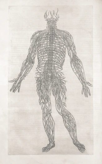 An anatomical drawing of the human nervous system.