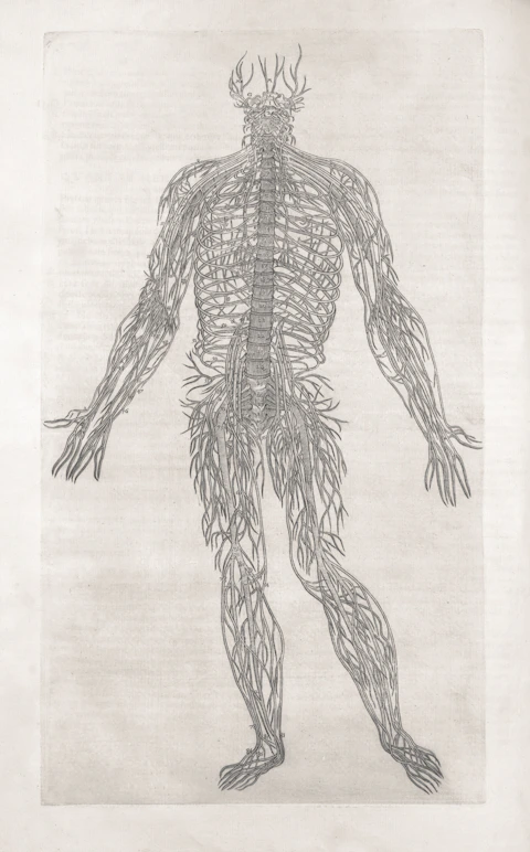 An anatomical drawing of the human nervous system.