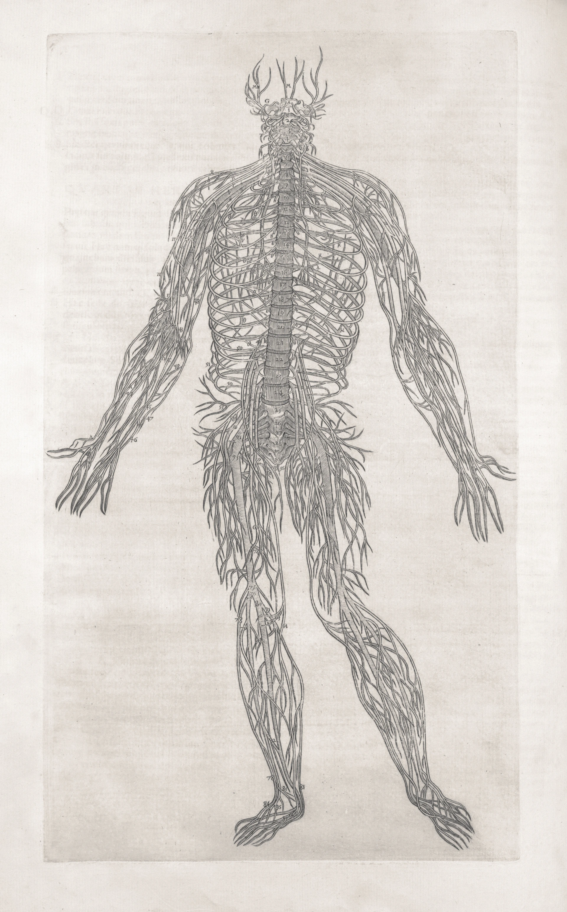 An anatomical drawing of the human nervous system