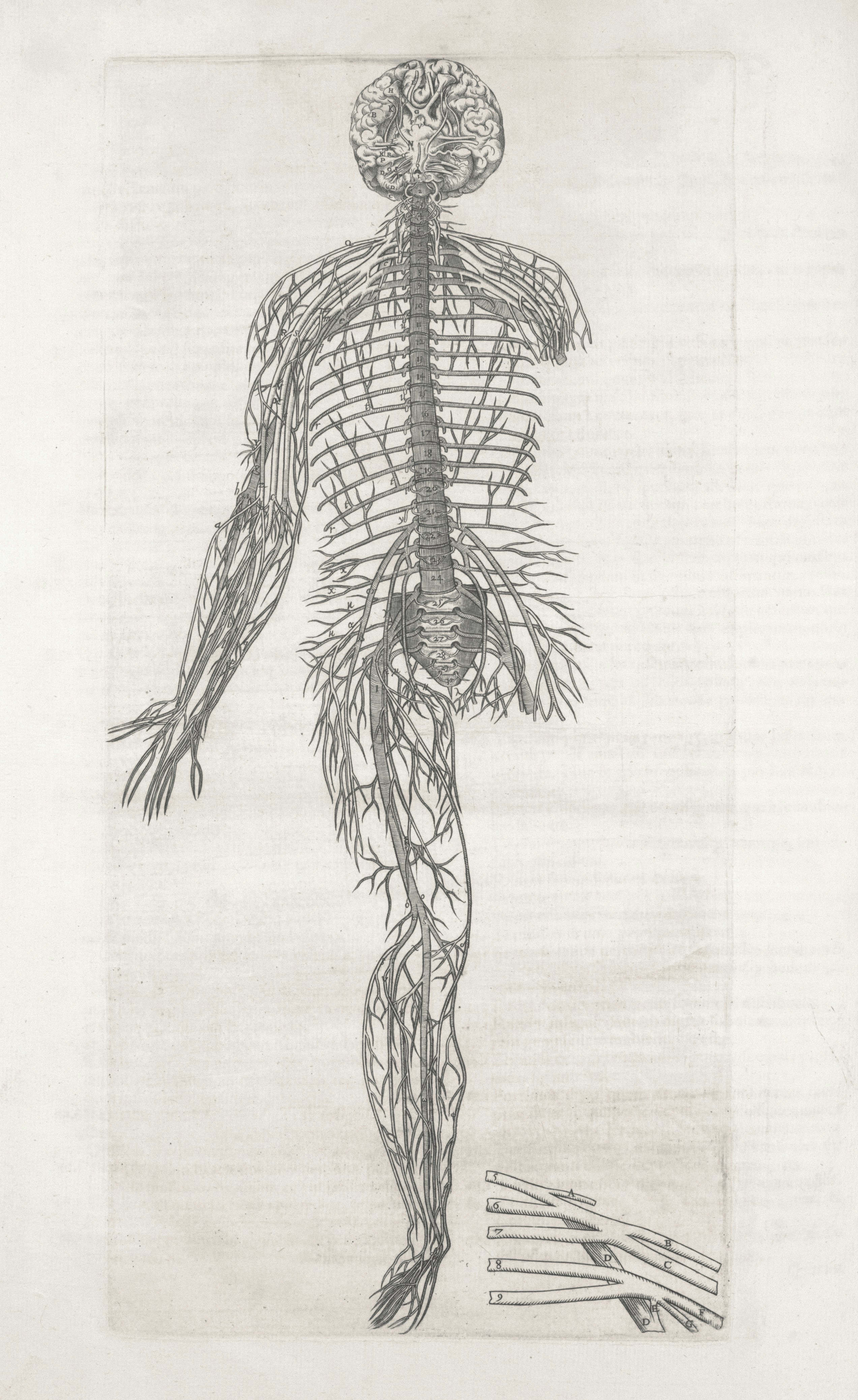 Human nervous system illustration