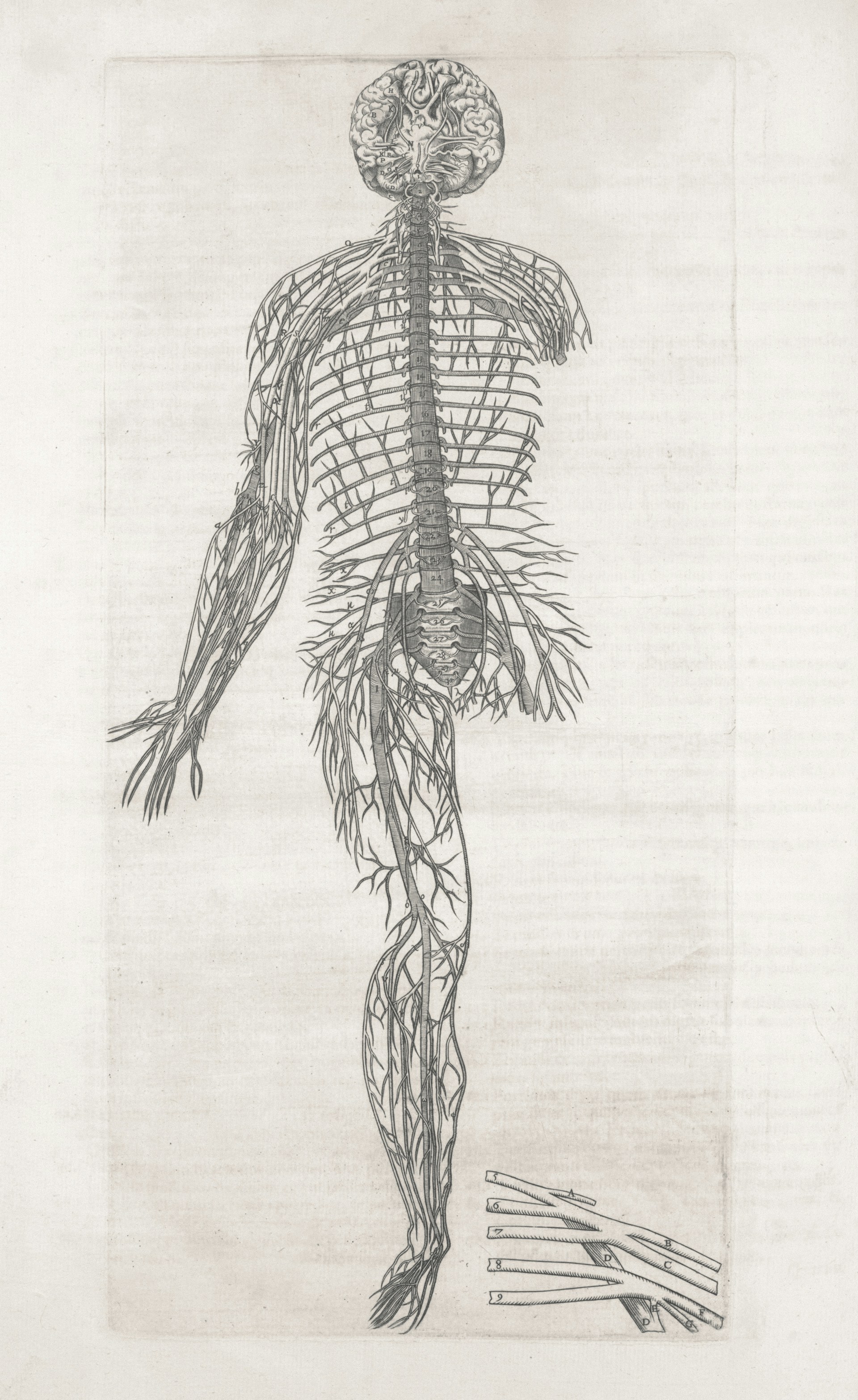 A drawing of a human body with a lot of branches
