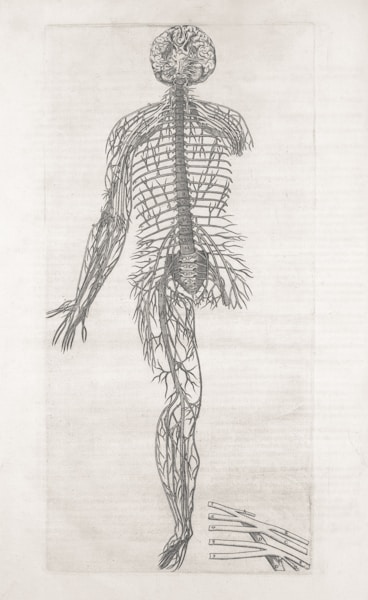 Your Nervous System Type & Regulation Style