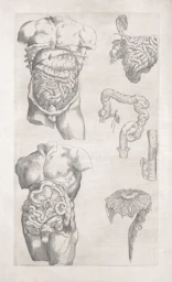 Human intestines and torso