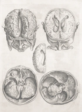 Detailed anatomical drawings of the human brain
