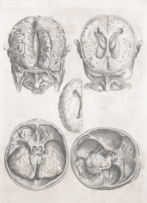 Detailed anatomical drawings of the human brain