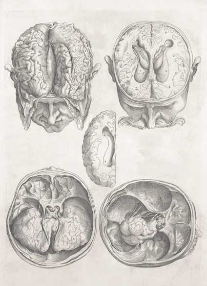 Detailed anatomical drawings of the human brain