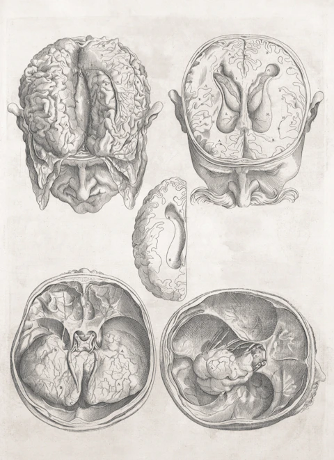 Detailed anatomical drawings of the human brain