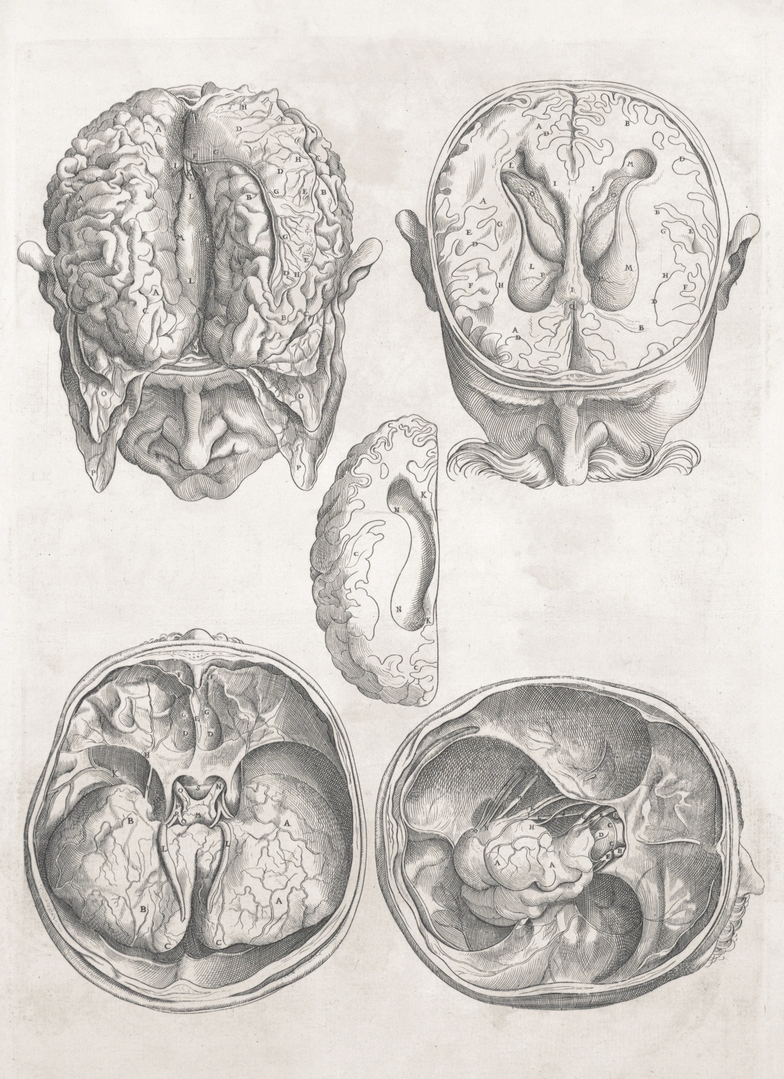 Stanford Study Finds the Human Brain Develops From Two Separate Cell Lineages