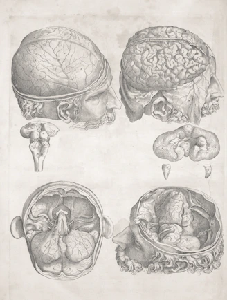Anatomical drawings of the human brain and head.