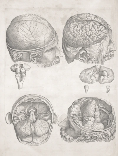 Anatomical drawings of the human brain and head.