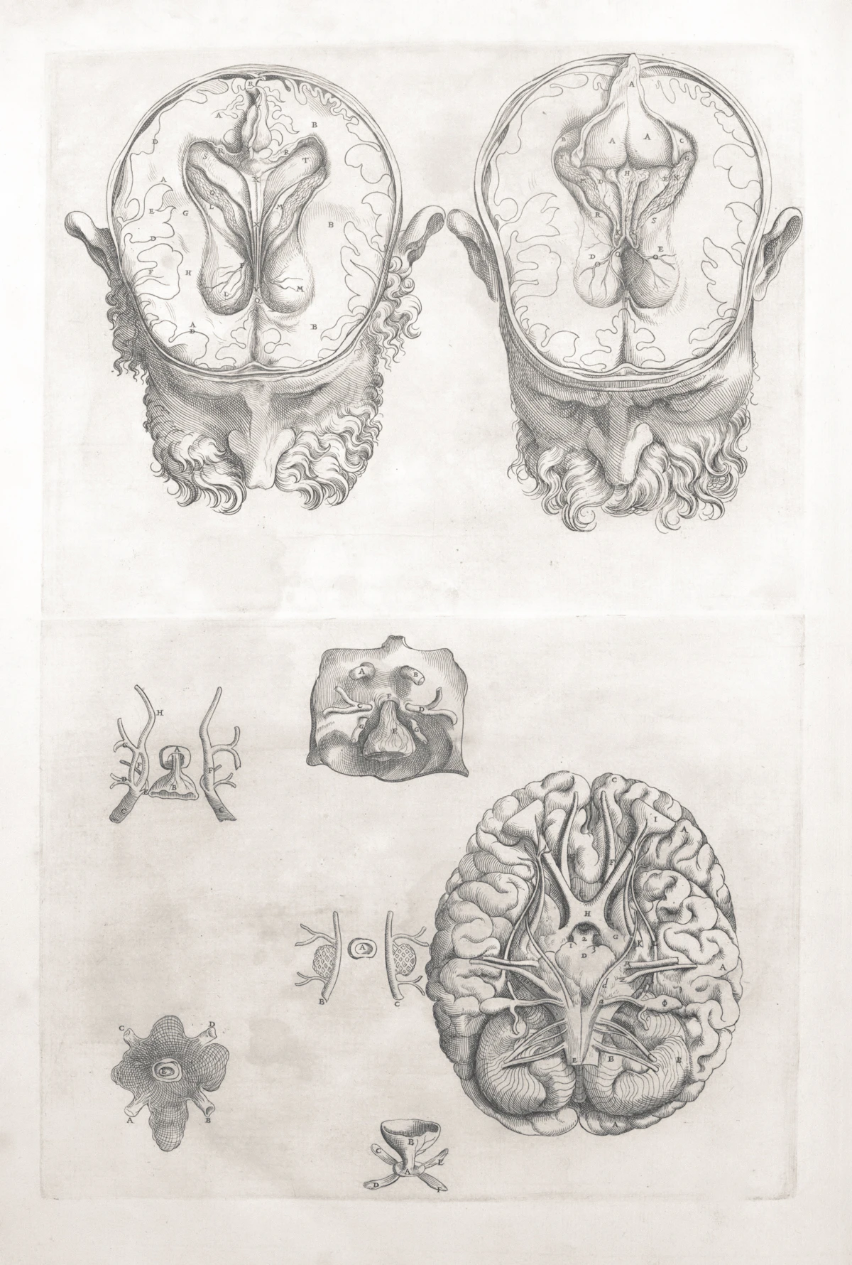 A vintage anatomical illustration of the human brain