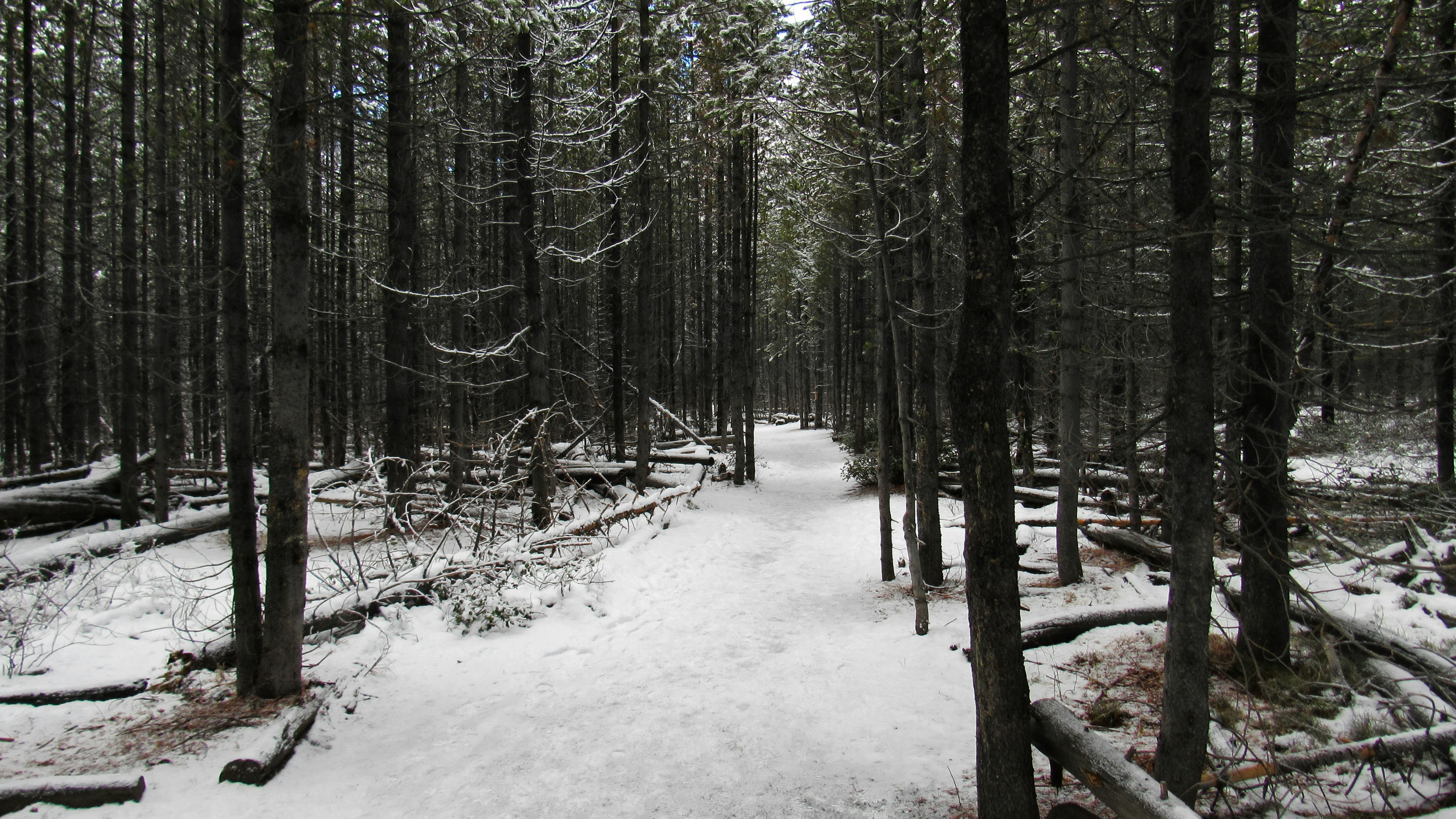 Um caminho coberto de neve no meio de uma floresta
