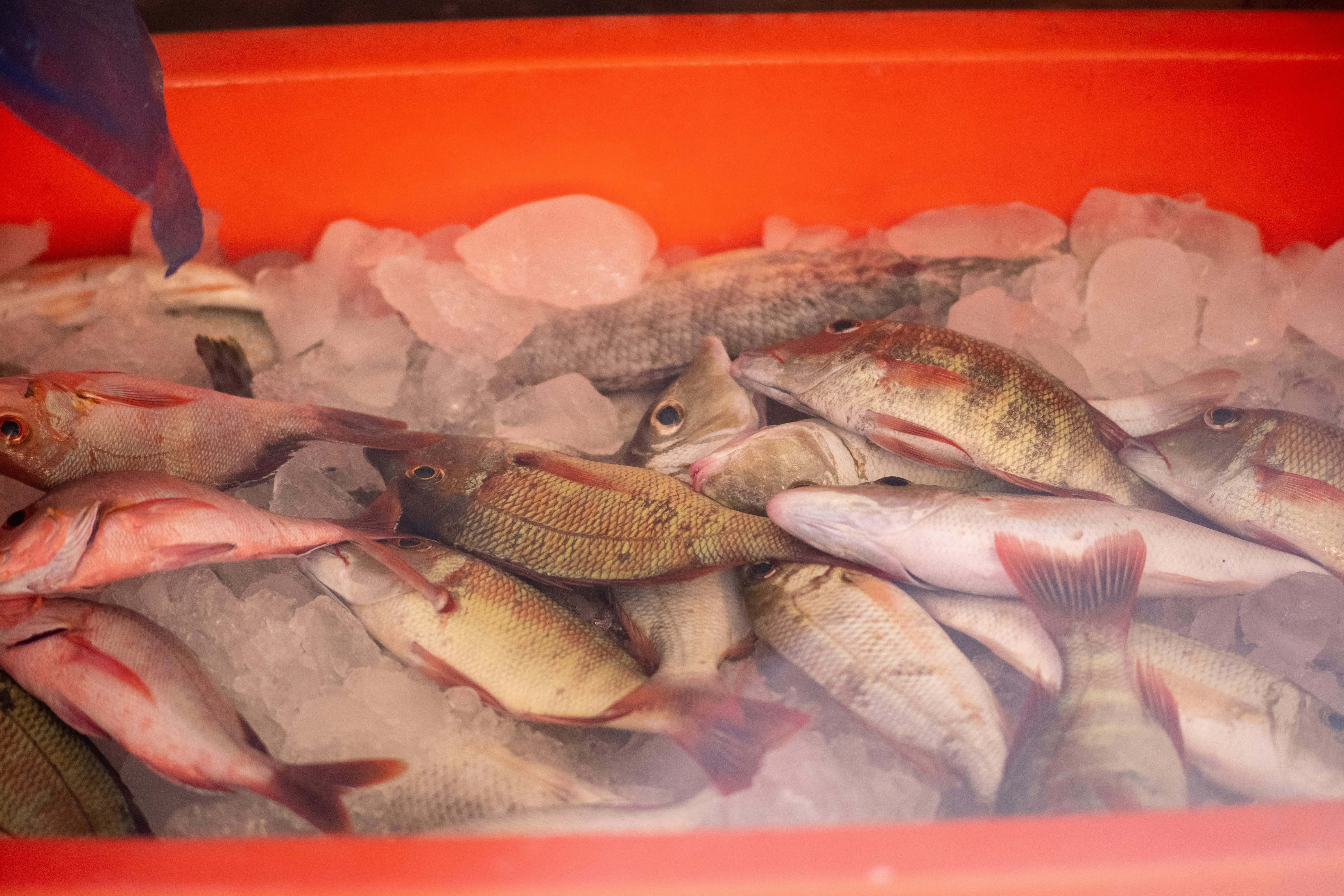Seikat ikan yang ada di beberapa es
