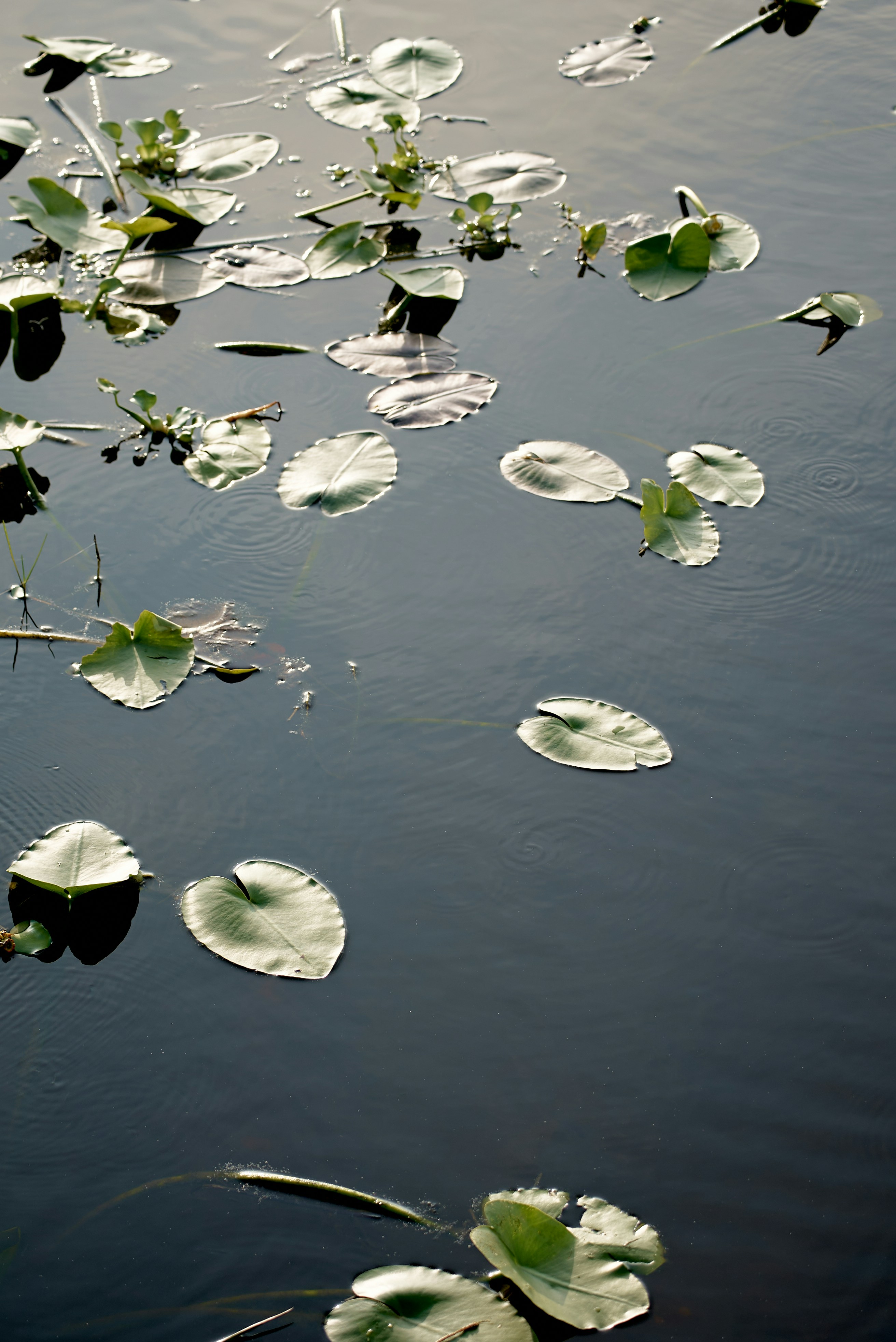 Photo by norajanelong