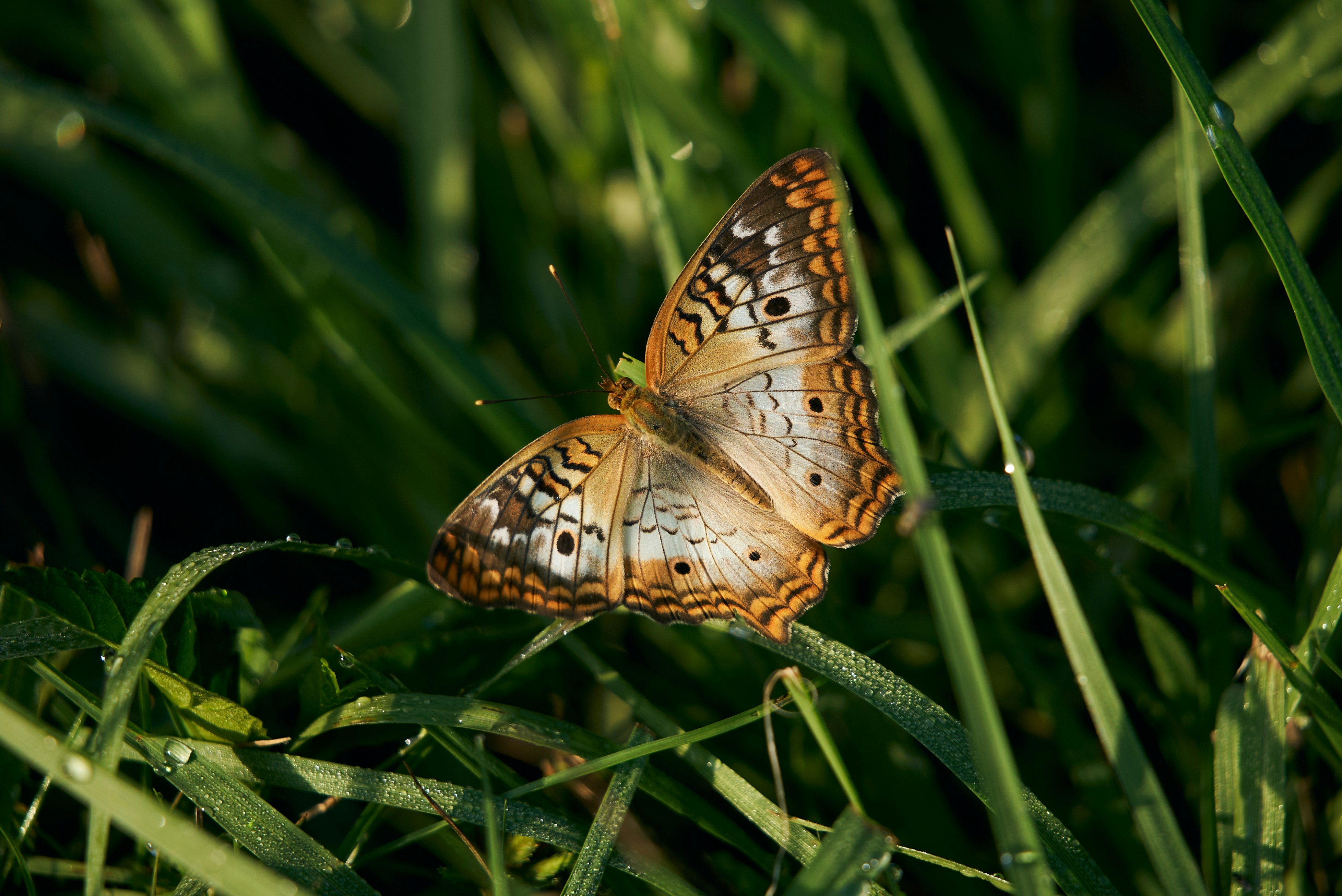 Photo by norajanelong