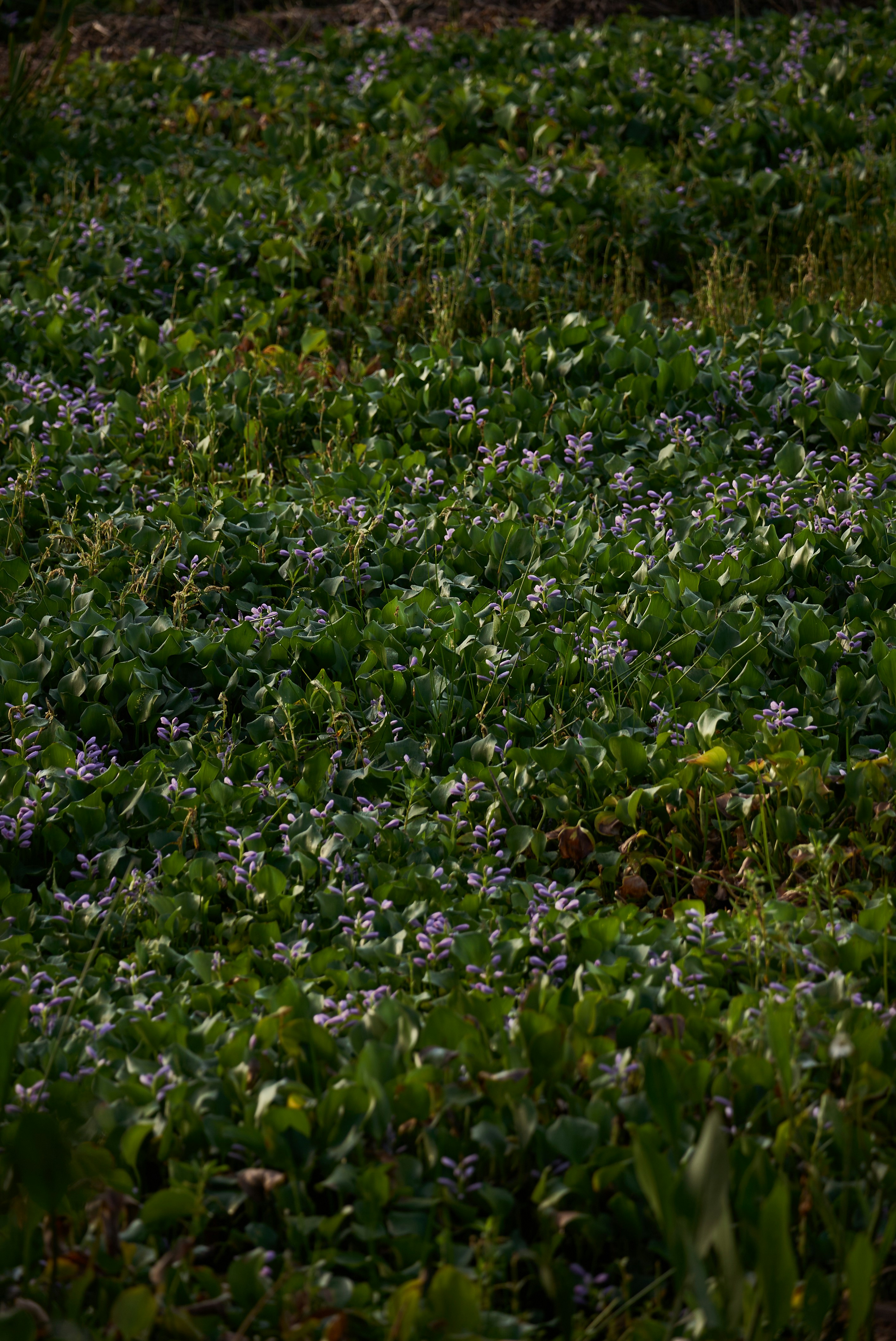 Photo by norajanelong