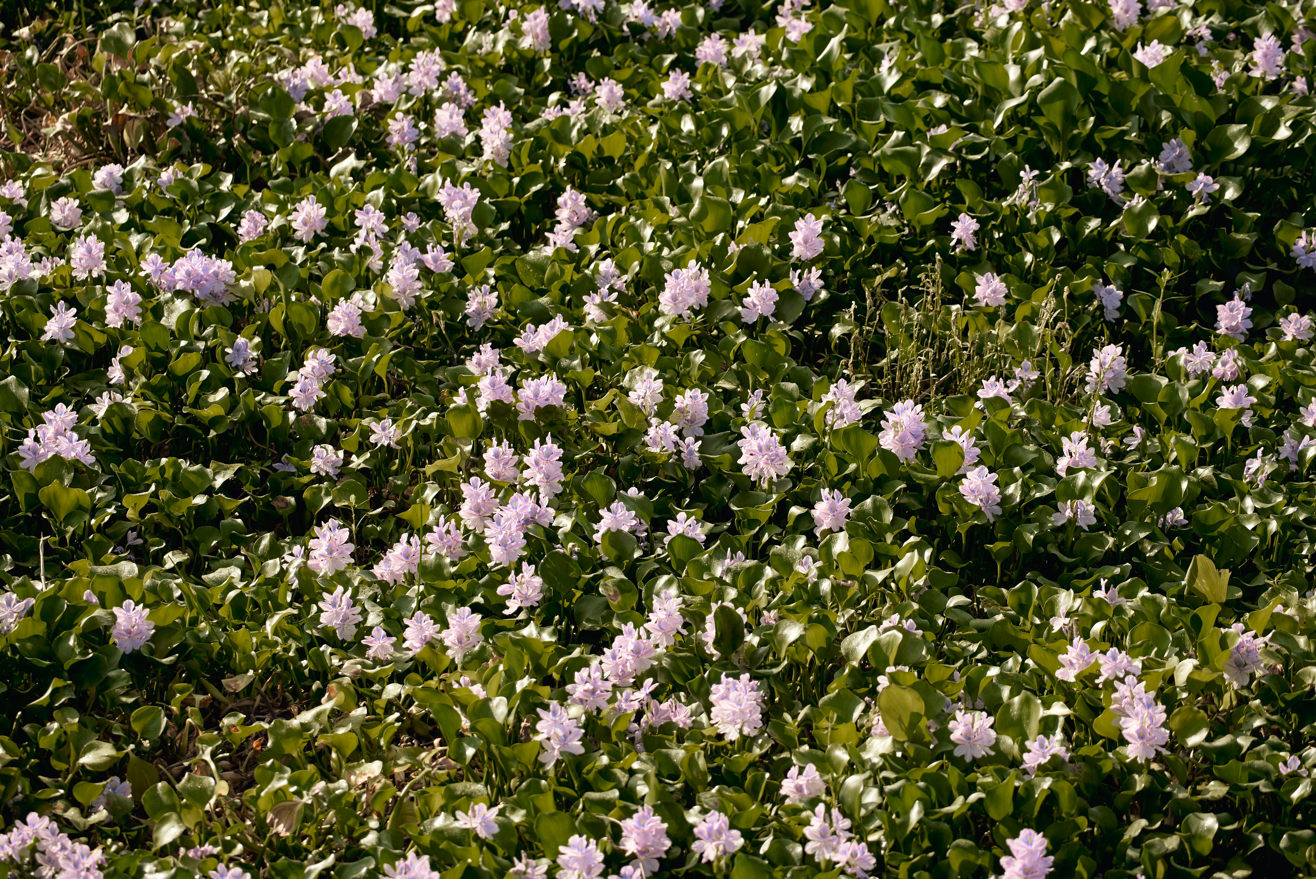 Photo by norajanelong