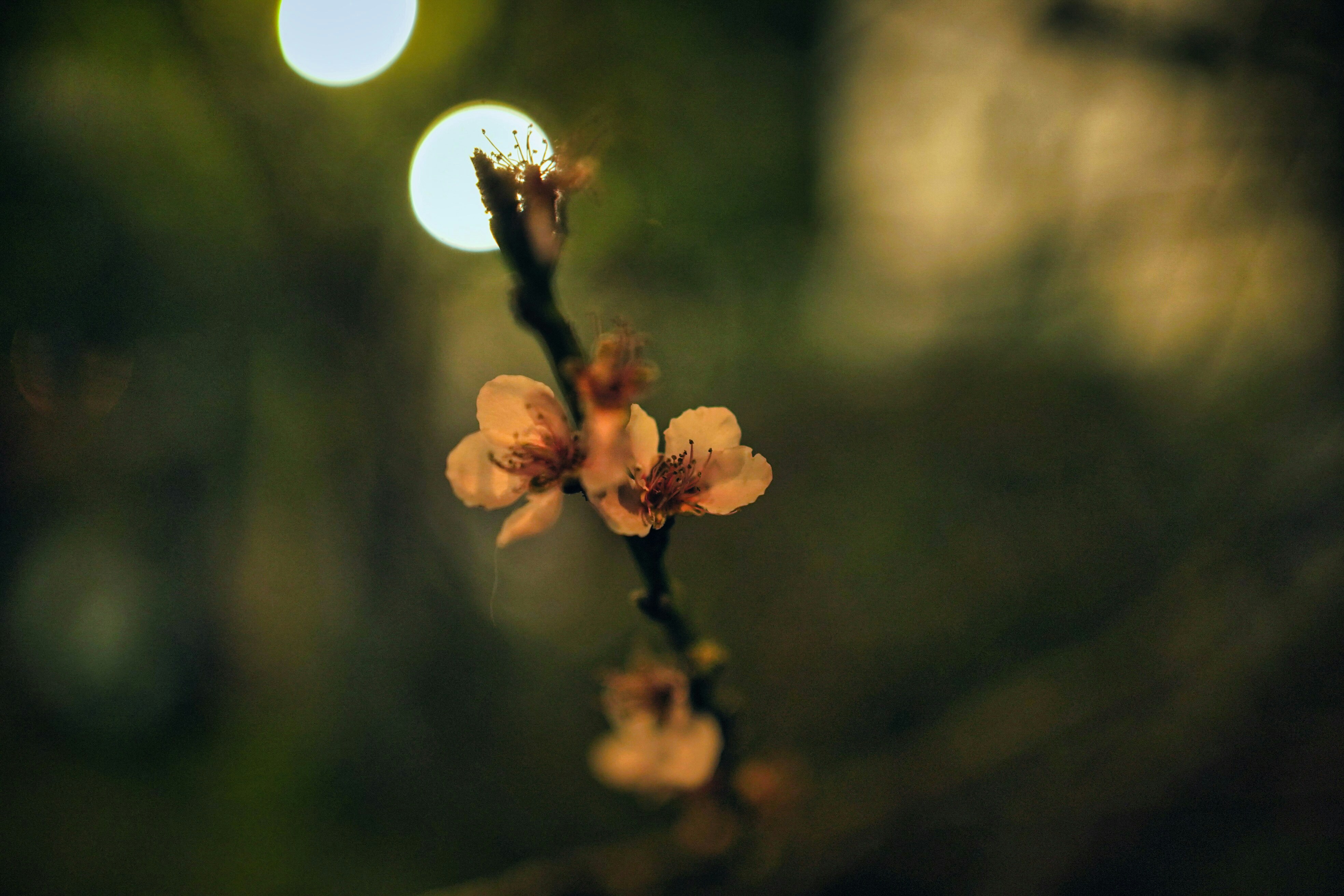 A close up of a flower on a tree branch - Quito