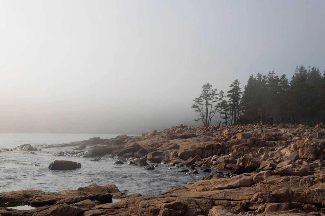 Fog over a granite shoreline, a stand of spruce at its edge and the sea flat and grey