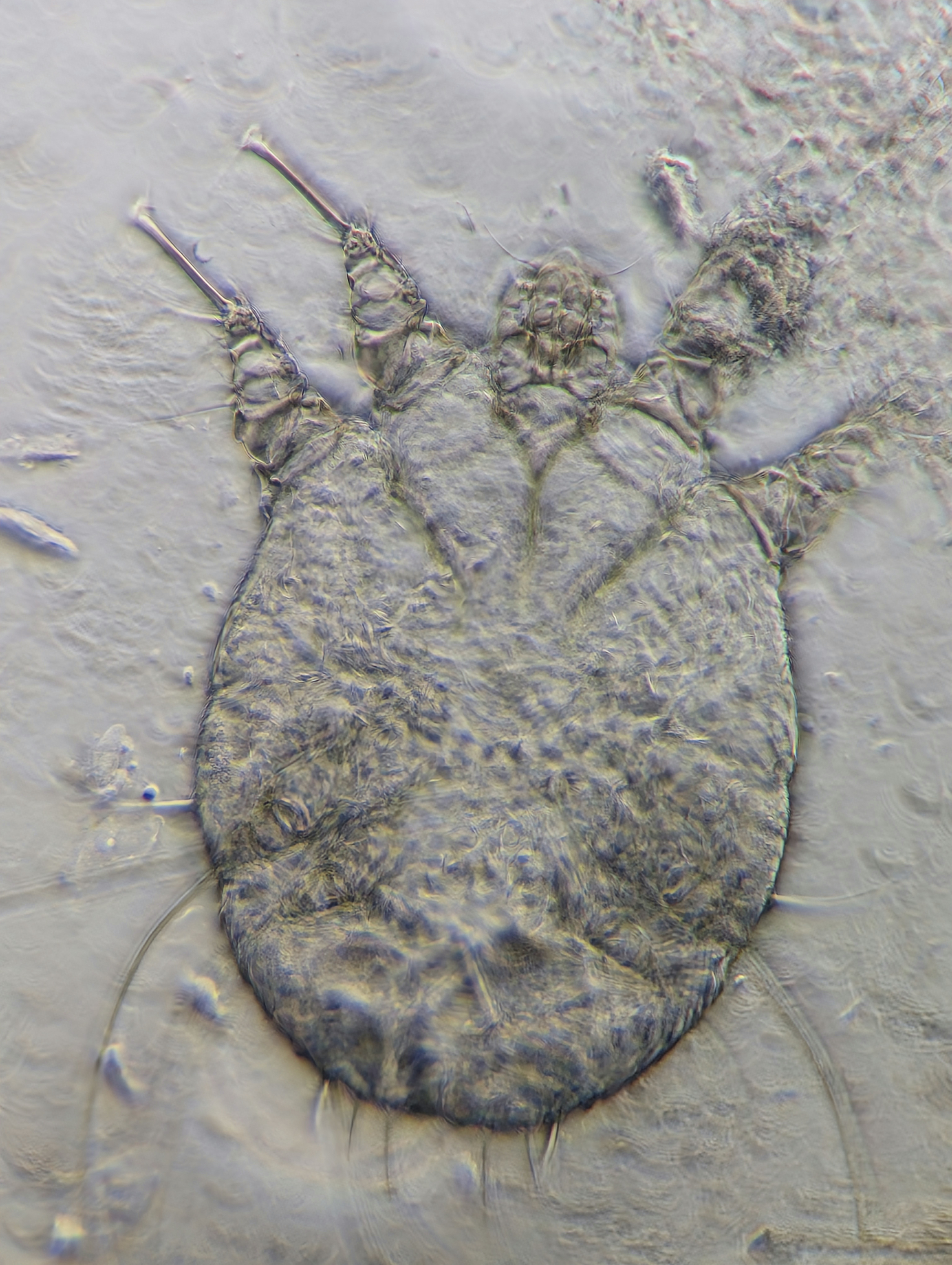 A picture of a bug on a wall