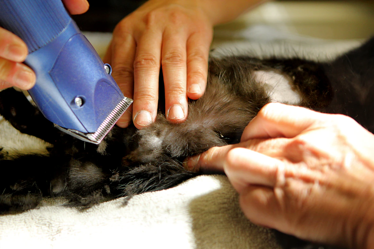 The State of Veterinary Practice Automation in 2026