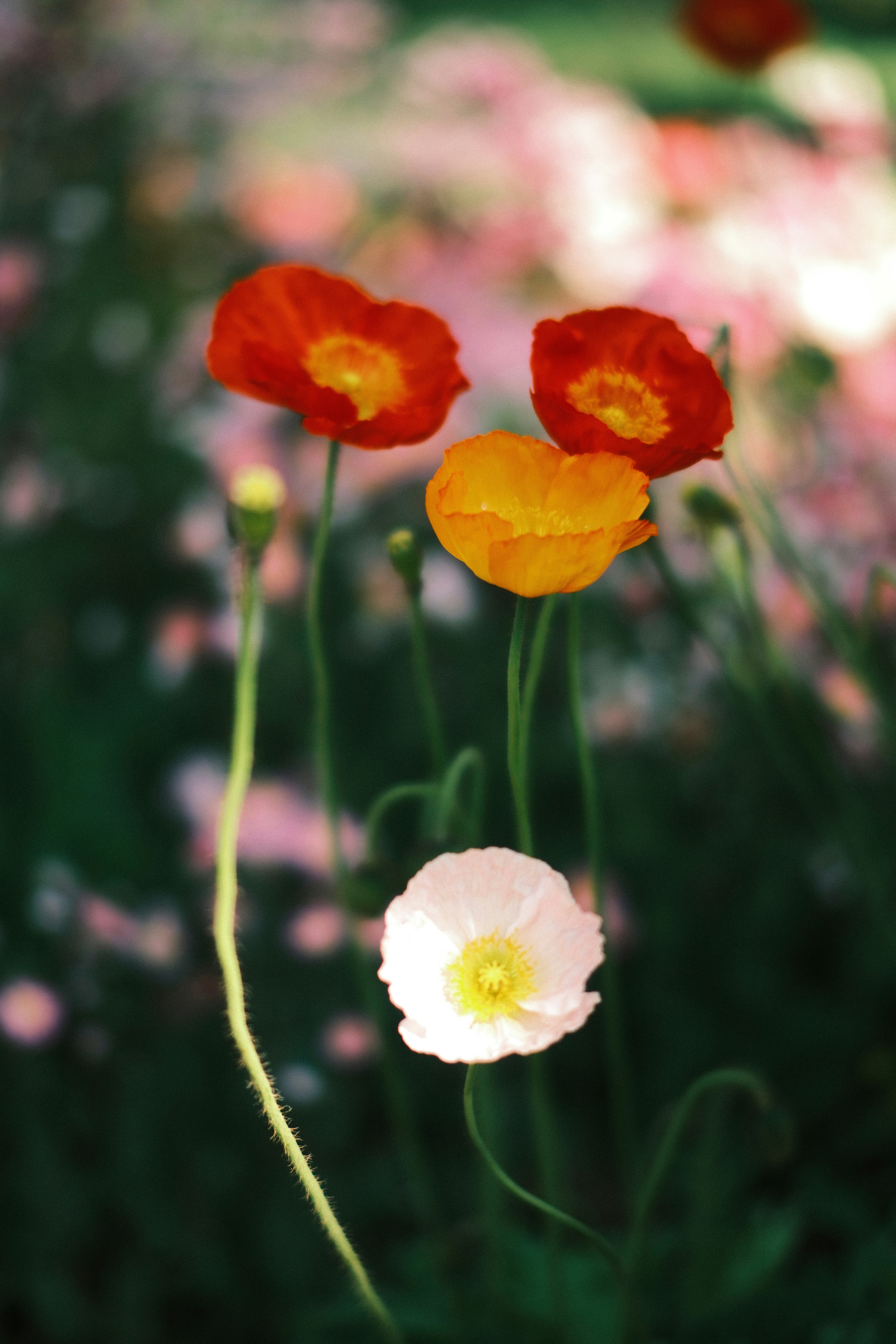 Photo by ginkgoshutter