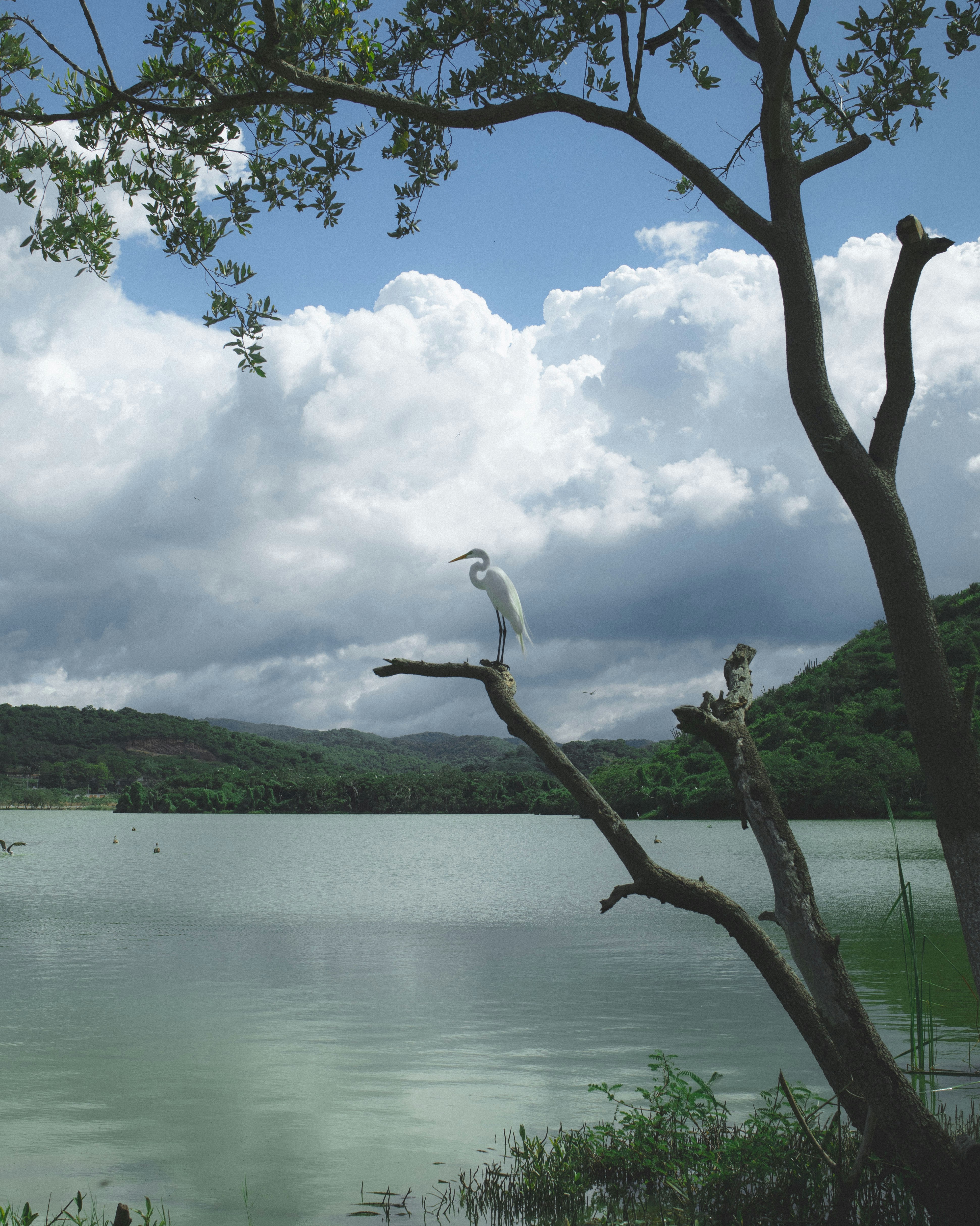 A bird perched on a tree branch near a lake