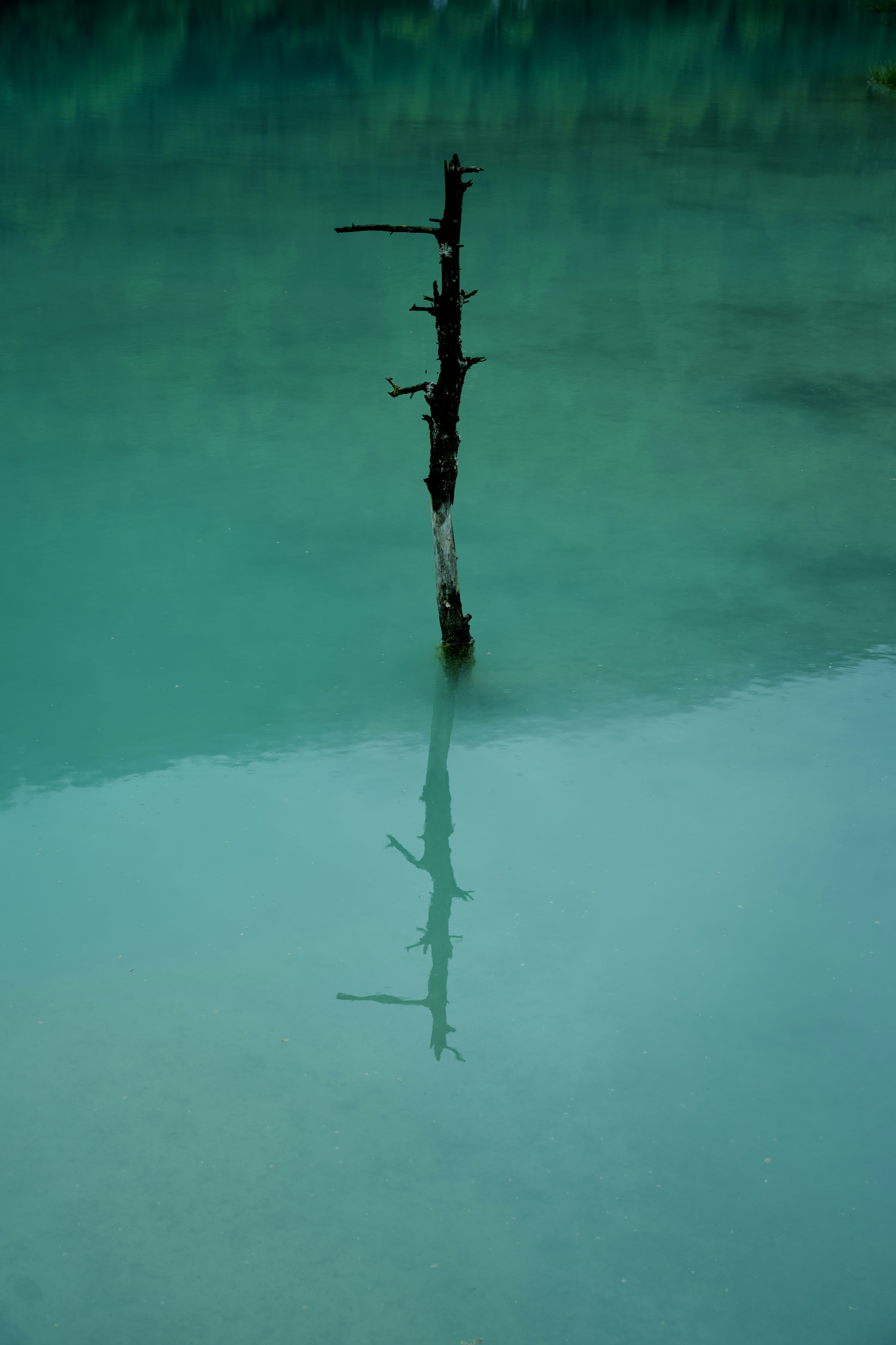 A lone tree sticking out of the water