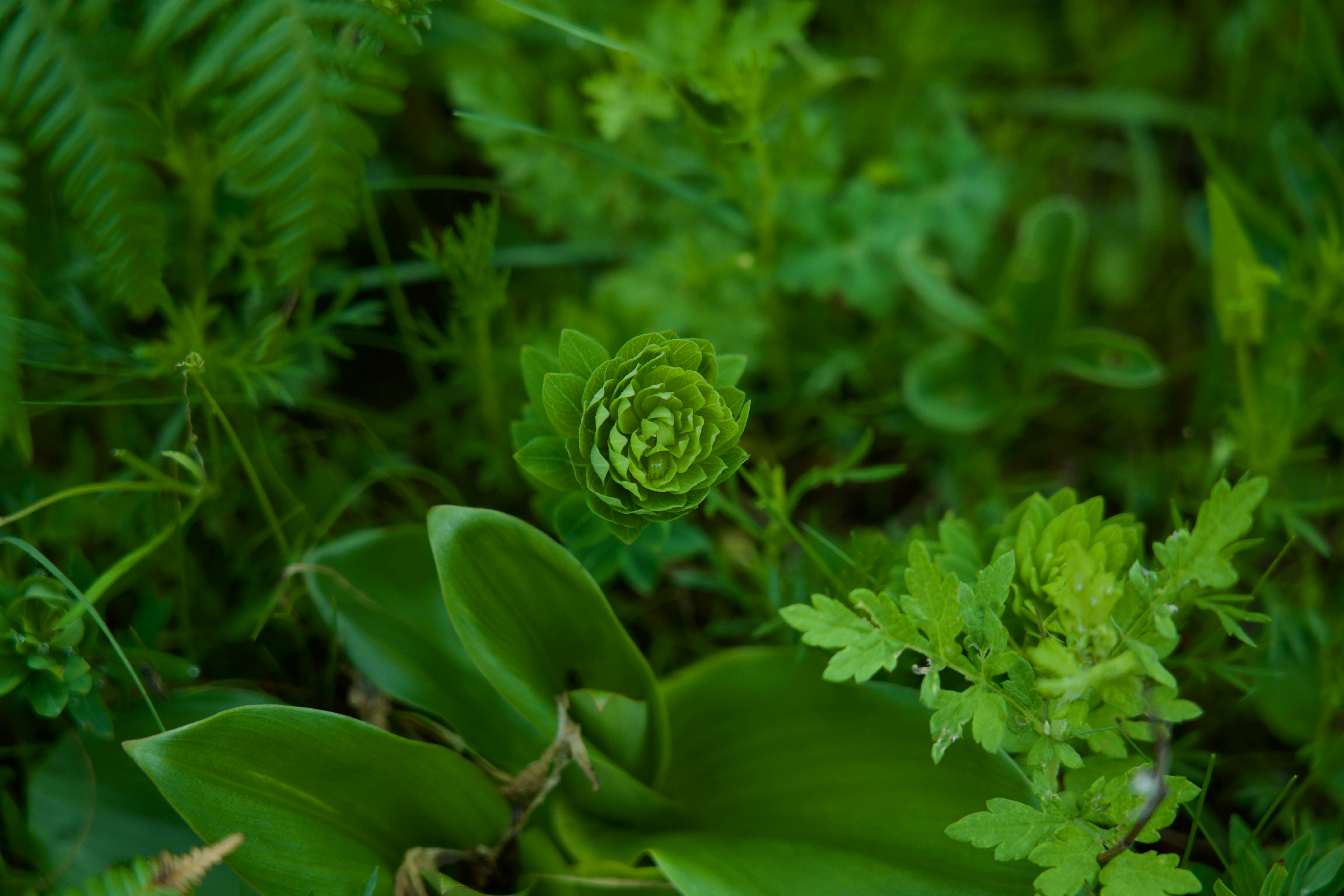 Photo by hitori_hikari