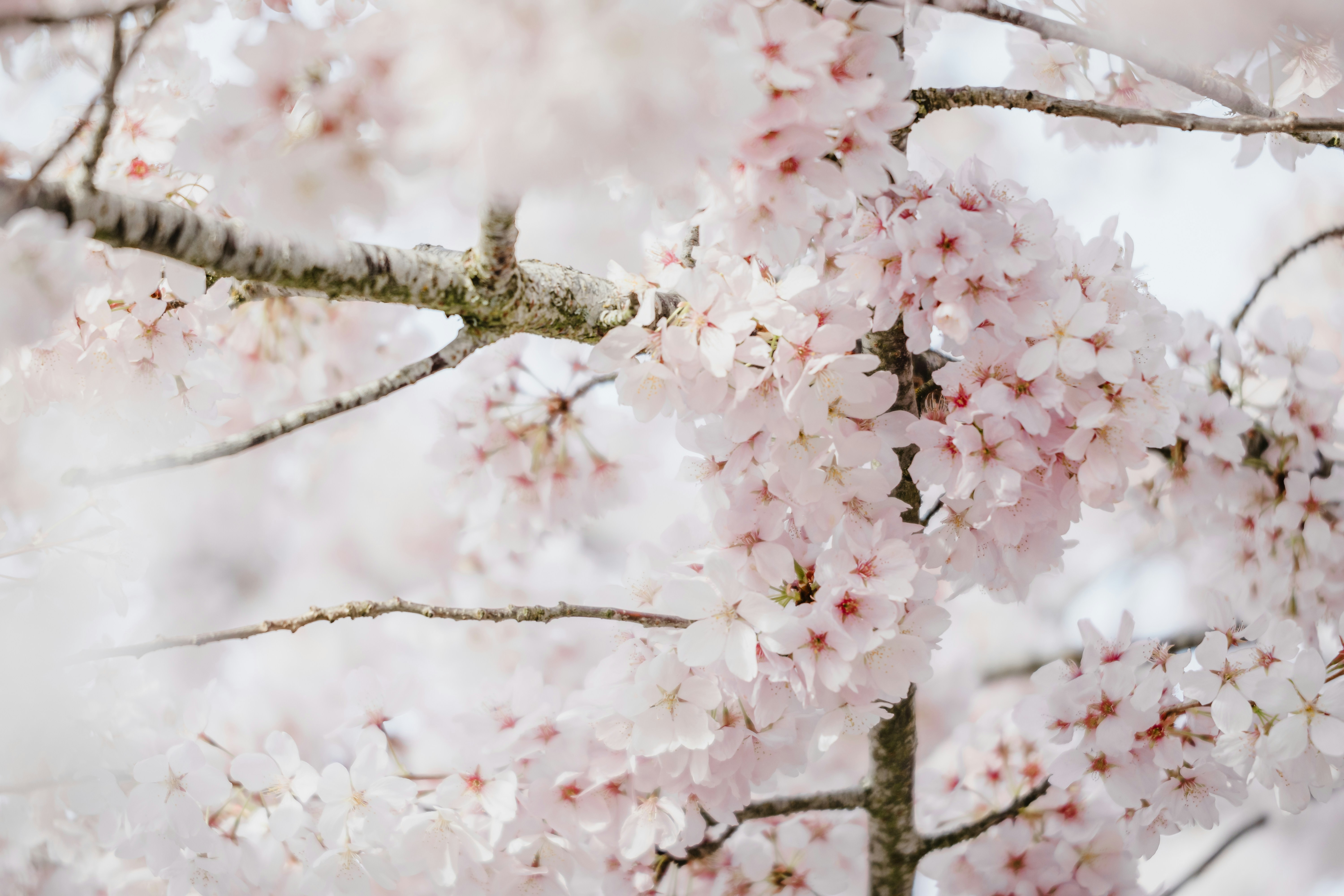 Photo by photoswithalexa