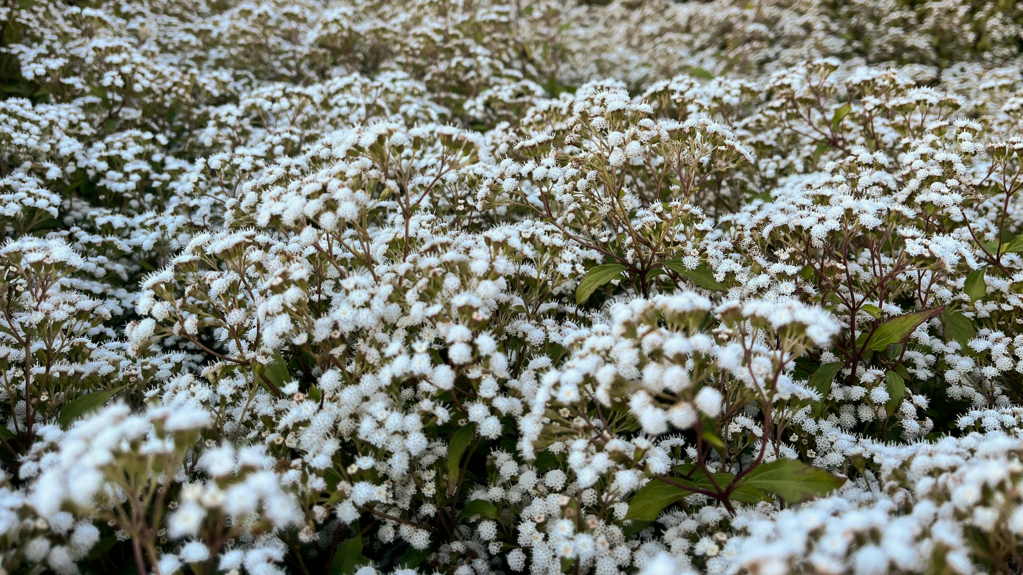 Photo by jaimegusmao